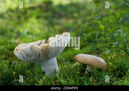 Edible mushroom Russula ochroleuca in the spruce forest. Known as brittlegills or Ochre Brittlegill. Wild mushroom growing in the moss. Stock Photo