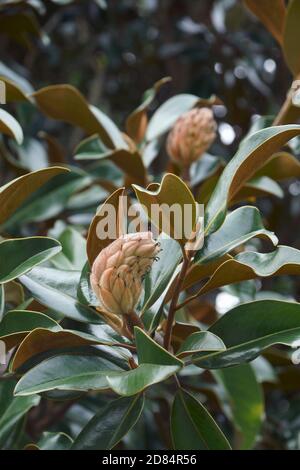 Southern magnolia (Magnolia grandiflora). Called Evegreen Magnolia, Bull Bay, Bullbay Magnolia, Laurel Magnolia and Loblolly Magnolia also. State tree Stock Photo