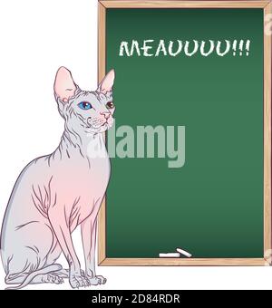 Sitting cat Sphinx breed. Vector illustration with a cat near the chalk board. Hand drawn style isolated on white background. Place for text. Stock Vector