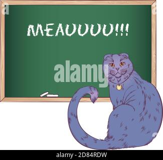 Scottish fold cat sitting back with face turned to the viewer.Vector illustration with a cat near the chalk board. Hand drawn style isolated on white background. Place for text. Stock Vector