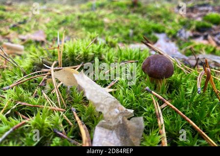 Mushroom with a brown cap grows in the middle of green moss in the forest. Nature of autumn forest. Stock Photo