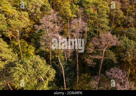 An autumnal and partly dead coniferous forest in the heart of Germany Stock Photo