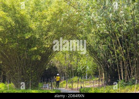 A woman in white cap and yellow tree is using her phone to film the scenery during her walk through the lush canopy of trees. Singapore. Stock Photo