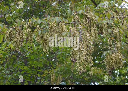 Henry's maple tree with seeds (Acer henryi) Stock Photo