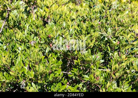 Pistacia lentiscus L, commonly known as lentisk or mastic  is a dioecious evergreen shrub or small tree of the genus Pistacia, growing up to 4 m tall Stock Photo