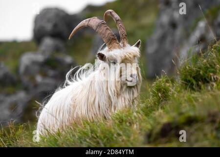 A lone Kashmir Goat grazes on the grasslands of the Great Orme in Llandudno, North Wales. The headland is home to around 200 free-roaming wild goats. Stock Photo