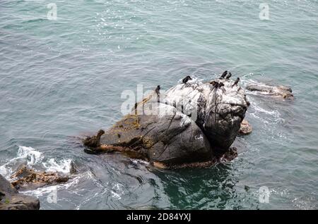 A lot of black sea birds on rock next to ocean Stock Photo