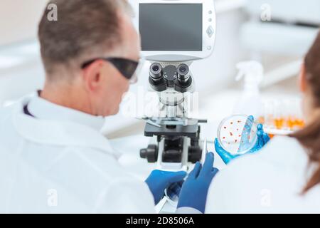 rear view. Petri dish in the hands of medical scientists. Stock Photo