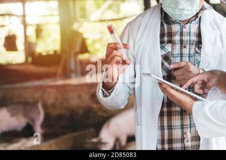 Veterinarian Doctor wearing protective suit and holding a syringe for Foot and Mouth Disease Vaccine in pig farming. Concept of prevention of communic Stock Photo