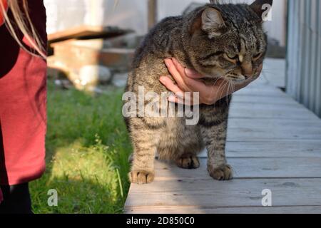 Tabby Cat Does Not Want to Be Stroked Stock Photo