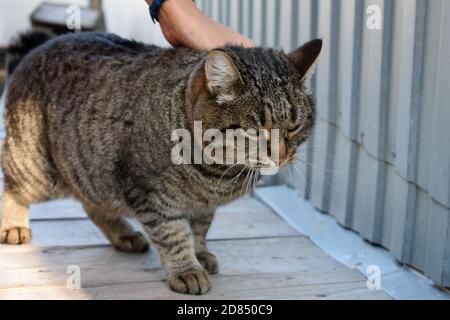 Tabby Cat Does Not Want to Be Stroked Stock Photo