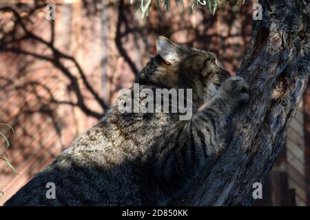 Tabby Cat Climbing a Large Sea-Buckthorn Shrub and Chewing the Bark Stock Photo