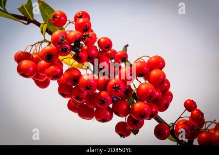 Pyracantha 'Darts Red', growing in a counry garden. Stock Photo