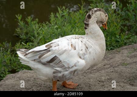 White goose with grey specks of feathers walks towards viewer on gray soil of pond shore against background of water and low green grass and bushes Stock Photo