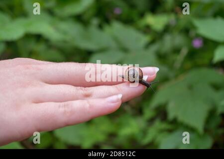Helix pomatia snail with protruding antennae, gray skin and shiny brown shell curls crawls along tips of stretched pink hand on blurry background Stock Photo