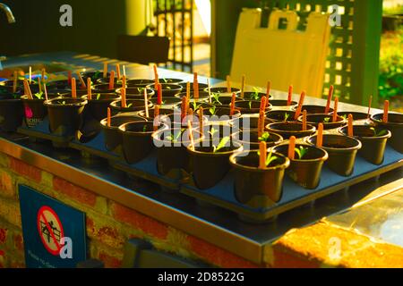 Urban Garden, Painted Stones, Vegetables, New, Plants,Greek, Letters,Student, Garden,Library, Puns, Big, Eye, Columns, Architecture Stock Photo