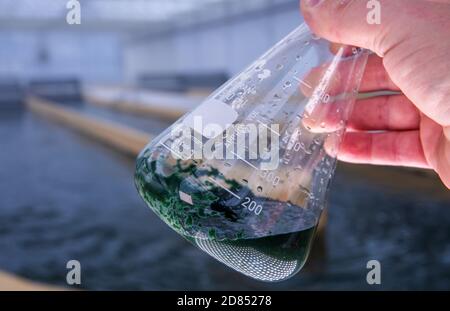 Neustadt Glewe, Germany. 20th Oct, 2020. Water with spirulina blue algae can be seen at one of the water basins in a glass vessel during the harvest. In one of the largest algae farms in Europe, algae for the food industry are cultivated in tropically warm water basins with a combined capacity of 600,000 litres. The Dr. Eberhard Bioenergie GmbH & Co. KG is preparing the step from pilot to industrial production of algae in the former greenhouses. Credit: Jens Büttner/dpa-Zentralbild/ZB/dpa/Alamy Live News Stock Photo