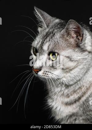 Cat portrait close up. Amazing beautiful cat close up.Cat looking to the left, isolated in dark background looking with pleading stare at the viewer w Stock Photo