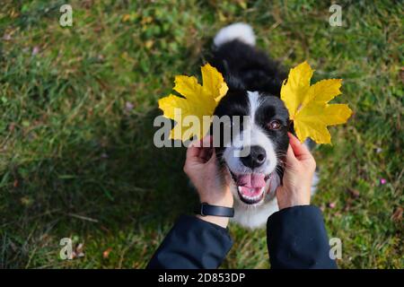 Human Hands Made Ears from Yellow Leaves to Border Collie Dog. Adorable Black and White Animal with Leaf Ears. Stock Photo