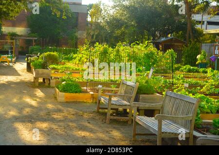 Urban Garden, Painted Stones, Vegetables, New, Plants,Greek, Letters,Student, Garden,Library, Puns, Big, Eye, Columns, Architecture Stock Photo
