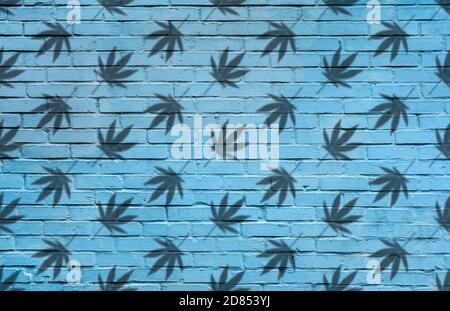 Silhouette of Hemp or cannabis leaves seamless pattern. Close up of Cannabis leaves Silhouette on blue brick wall background Stock Photo