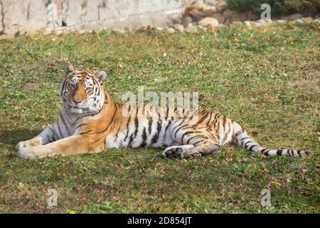Wild siberian tiger is lying on a autumn meadow and looking at the camera. Panthera tigris tigris. Animals in wildlife. Stock Photo