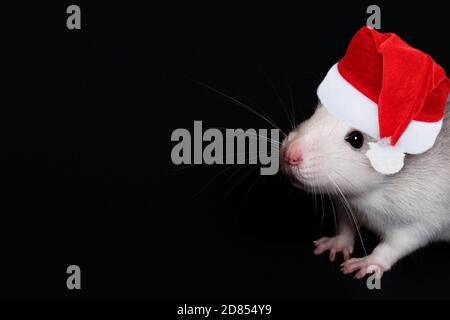 Portrait of young funny gray rat in Christmas hat isolated on black background. Rodent pets. Domesticated rat close up. The rat is looking at the came Stock Photo