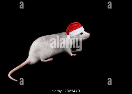 Rat full length in santa claus hat isolated on dark background. Rodent pets. Domesticated rat close up. Stock Photo