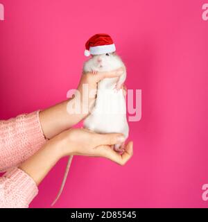 Female hands hold a funny gray rat in Santa Claus red hat on pink background. Happy new year concept Stock Photo