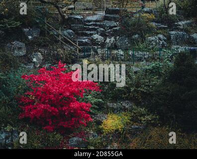 A bold red acer tree stands out in the Japanese Gardens at Avenham Park, Preston Stock Photo