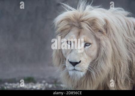 Terrible white lion is looking at the camera. Panthera leo with white thick mane. Animals in wildlife.