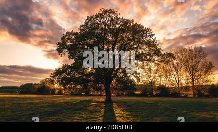 Fiery evening sky with Oak tree silhouette Stock Photo - Alamy