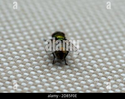 Close up of common house fly. Macrophotography. High quality photo Stock Photo