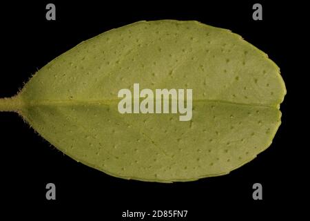 Cowberry (Vaccinium vitis-idaea). Leaf Closeup Stock Photo