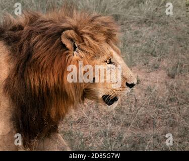 Lion Rioaring Vector Side profile of an aggressive African male lion snarling and showing ...