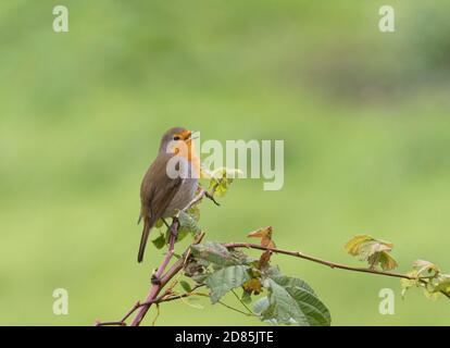 Robin, Erithacus rubecula, single adult singing from brambles. Worcestershire, UK. Stock Photo