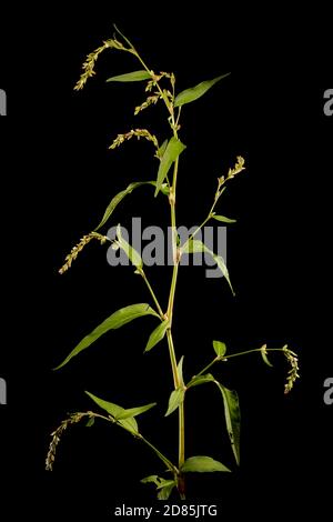 Water Pepper (Persicaria hydropiper). Habit Stock Photo