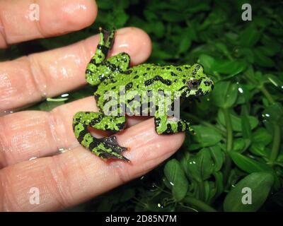 The Oriental fire-bellied toad (Bombina orientalis) Stock Photo
