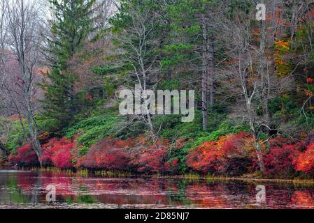 Late autumn vegetation growing along the shoreline of Promised Land Lake at Promised Land State Park in Pennsylvania’s Pocono Mountains. Stock Photo