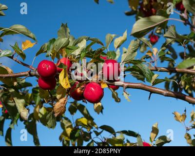 Bright red Crab Apples or Malus sylvestris of the variety Jelly King on a crab apple tree in the UK in autumn Stock Photo