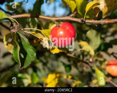 Bright red Crab Apples or Malus sylvestris of the variety Jelly King on a crab apple tree in the UK in autumn Stock Photo