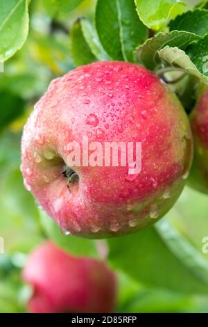 Fresh Braeburn apple on an apple tree at harvest time Stock Photo