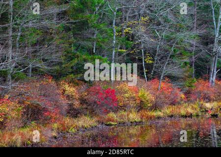 Late autumn vegetation growing along the shoreline of Promised Land Lake at Promised Land State Park in Pennsylvania’s Pocono Mountains. Stock Photo