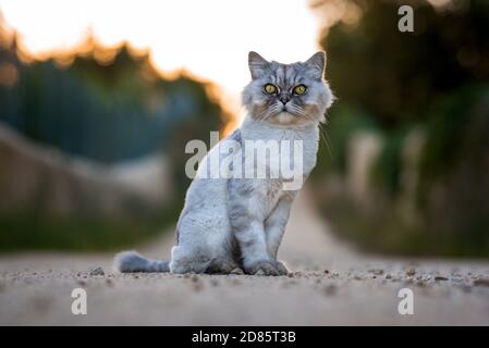 Close up portrait of beautiful grey domestic purebred groomed cat with big green eyes sitting outside on the road Stock Photo