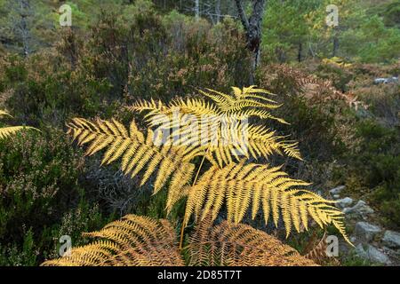 Close up View of Bracken Fronds (Pteridium aquilinum) in the Ben Eighe National Nature Reserve, Kinlochewe, Highland, Scotland, UK Stock Photo