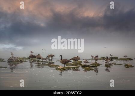 Water birds resting on rock formation at dusk on an overcast day on Ontario lake, Toronto, Canada Stock Photo