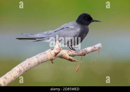 Black Tern (Chlidonias niger), side view of an adult perched on a dead branch, Campania, Italy Stock Photo