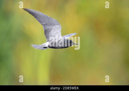 Black Tern (Chlidonias niger),  side view of an adult in flight, Campania, Italy Stock Photo