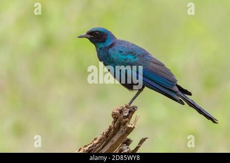 Burchell's Starling (Lamprotornis australis), side view of an adult perched on an old trunk, Mpumalanga, South Africa Stock Photo