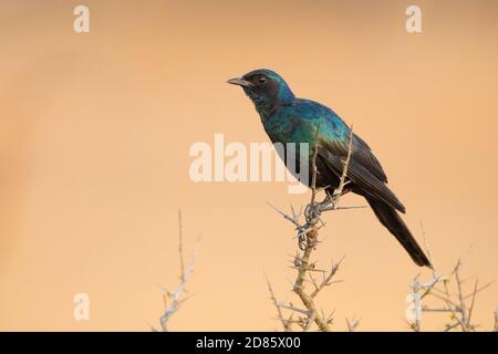 Burchell's Starling (Lamprotornis australis), side view of an adult perched on a branch, Mpumalanga, South Africa Stock Photo